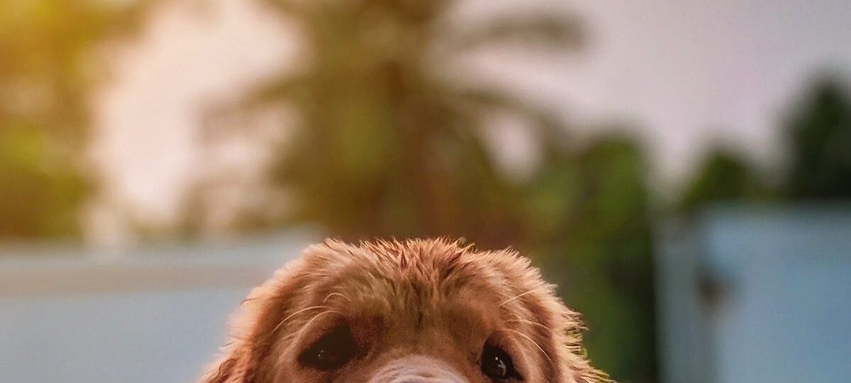 Alimentación canina y felina en Colombia: dieta BARF versus alimentos concentrados