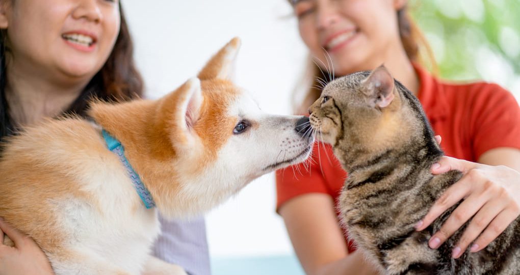 Esterilización masiva de mascotas con Francisco Martinelli y su equipo