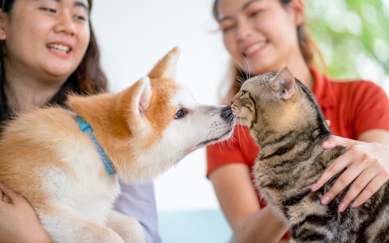 Esterilización masiva de mascotas con Francisco Martinelli y su equipo