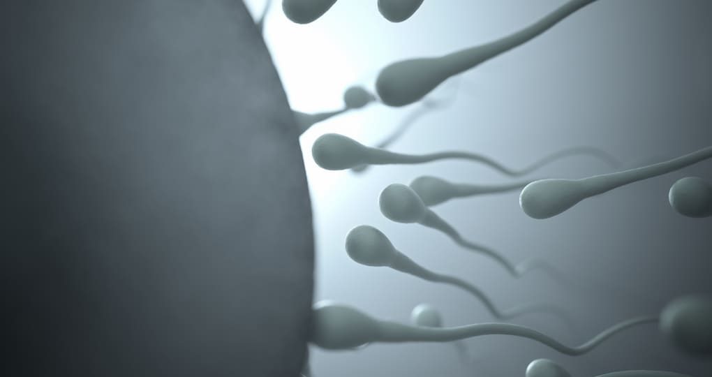 ¿Qué pasa en el cuerpo después de la fecundación? Respuestas para personas de  Chile